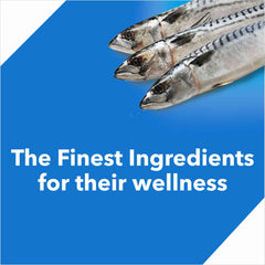 Drools Ocean Fish Kitten Nutrition Dry For Cats